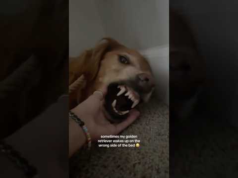coming home to my golden retriever ♥️ goldendog dog puppy g… サムネイル