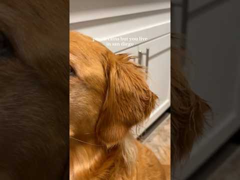 coming home to my golden retriever🥵goldenretreivers dog pup… サムネイル