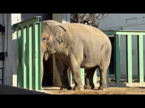 アジアゾウのズゼさんマックくん　王子動物園にて　2025年12月27日 サムネイル