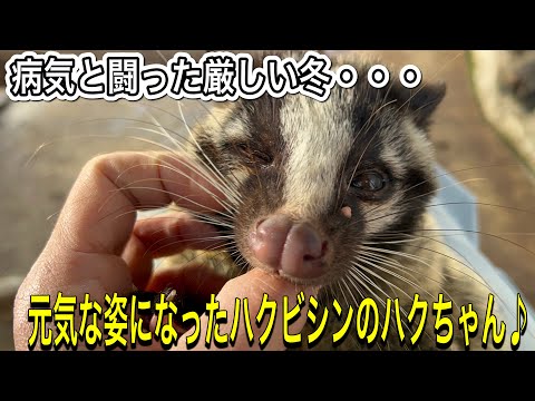 病気と闘った保護ハクビシン。無事に回復し元気な姿を見せてくれるようになりました！！