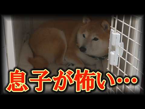 3ヶ月ぶりの息子の姿に、柴犬達がドン引き・・・怖くて逃げてしまいました・・・