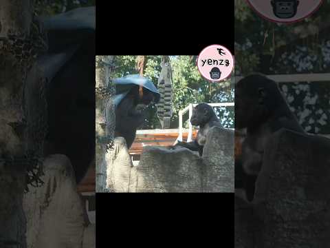 Ringo beating chest with Tayari, so cute gorilla gorillatag… サムネイル