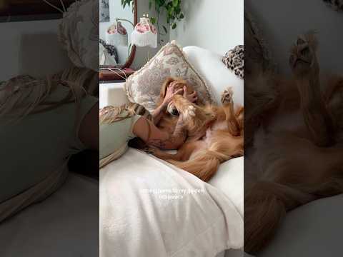 coming home to my golden retriever🥵 goldenretreiver dog ind…