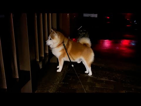 橋のたもと史上最もかっこいい立ち方をしている柴犬 サムネイル