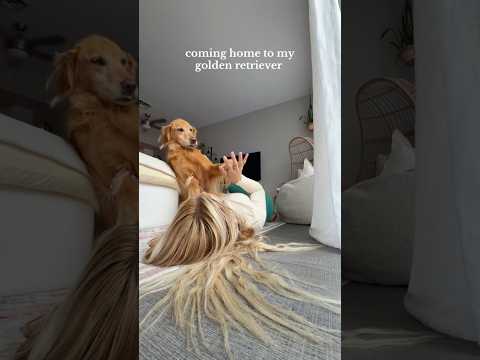 coming home to my golden retriever🥵goldenretreivers dog pup… サムネイル