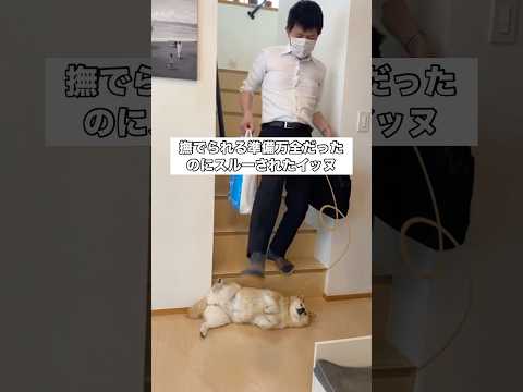 万全の待ち伏せをしても撫でられない犬。妻と税理士さんのスルーが凄い。 柴犬 柴犬のいる暮らし 日本犬 和犬 サムネイル