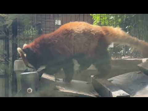 ゆうちゃん😊　レッサーパンダ　千葉市動物公園にて　2026年5月9日 サムネイル