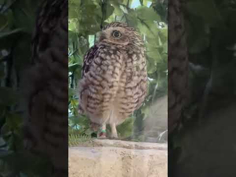 shorts アナホリフクロウさん　那須どうぶつ王国にて　2026年4月11日