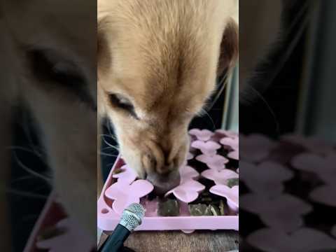 dog-tor coby to rescue🛟goldenpup puppy goldenpupppy dogbree… サムネイル