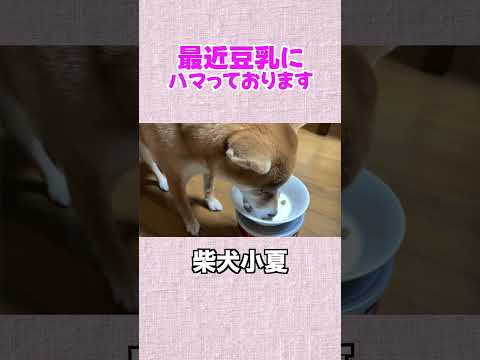 豆乳にハマってます 神戸 柴犬  癒し サムネイル