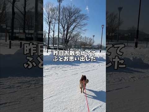 柴犬🐕が思いだした大切なこと サムネイル
