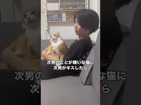 次男のことが嫌いな猫がもし次男からキスされたらこうなる #猫 #茶トラ #ブチ切れ猫 #shorts サムネイル