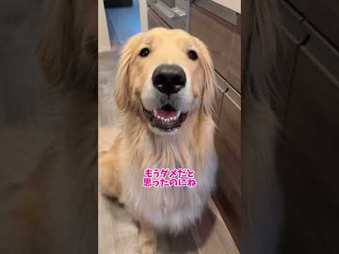 思ってたんと違う 大型犬 ゴールデンレトリバー サムネイル
