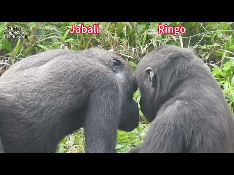 Gorilla D'jeeco family 午睡。互動。拉繩 / J好奇R吃？兄弟追逐。搥胸。打鬧 / Tayari… サムネイル