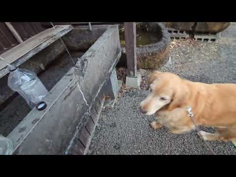 大分県の稲積水中鍾乳洞での美味しい水を堪能したビスとイロハ サムネイル