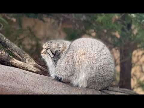 ナゴムくん 振り向く　マヌルネコ　那須どうぶつ王国にて　2026年1月2日 サムネイル