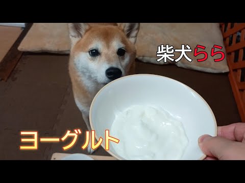 ヨーグルト サムネイル