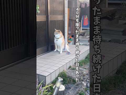 【おばぁちゃん】出逢ってから３年間毎日通い続けた奇跡柴犬 シベリアンハスキー shorts サムネイル