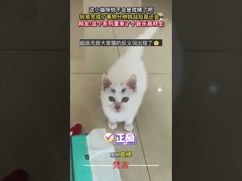 這小貓咪怕不會是成精了吧 輕易完成了事物分辨挑戰後竟還會… 貓 意外 有趣 萬萬沒想到 萌寵 可愛 cat amazi… サムネイル