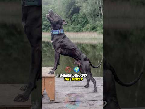 4 Underground Dog Breeds Banned Around the World shorts dog… サムネイル