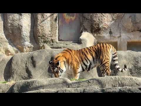 毛づくろいサーシャちゃん　今日はサーシャの日　アムールトラ　浜松市動物園にて　2026年2月14日 サムネイル