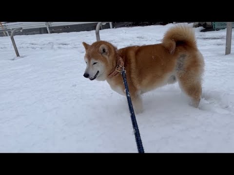 柴犬福 雪の日の散歩柴犬🤩Shiba-Snow🤣 サムネイル