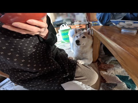 2026年1月16日(金) 非営利組織 朝ごはん監視委委員会 サムネイル