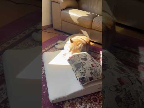 柴犬福 照らされてた柴犬🤣Shiba-Sunlight🤣shorts funny 柴犬 shibainu funnyd… サムネイル