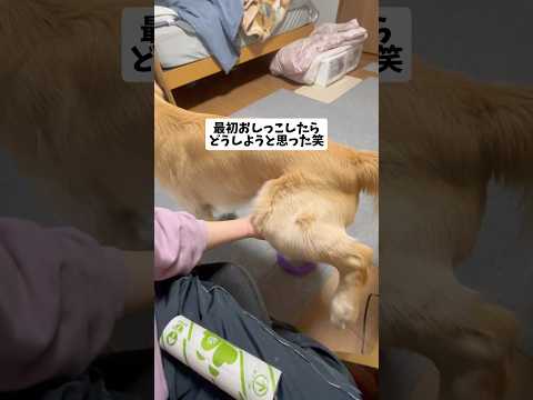 足上げ goldenretriever ゴールデンレトリバー サムネイル