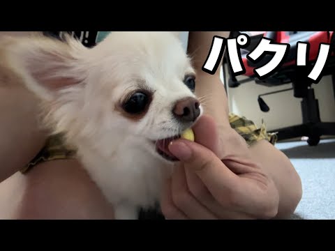 愛犬チワワの【大好きなものランキング】が決まりました！！ サムネイル