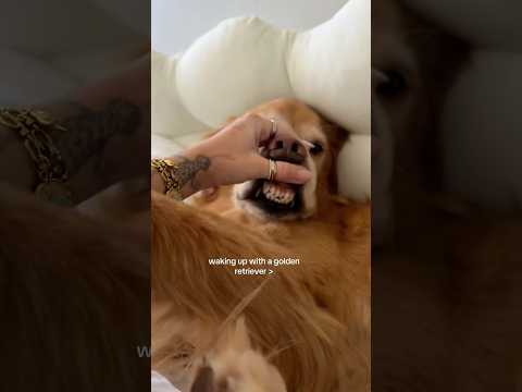 coming home to my golden retriever🥵goldenretreivers dog pup… サムネイル