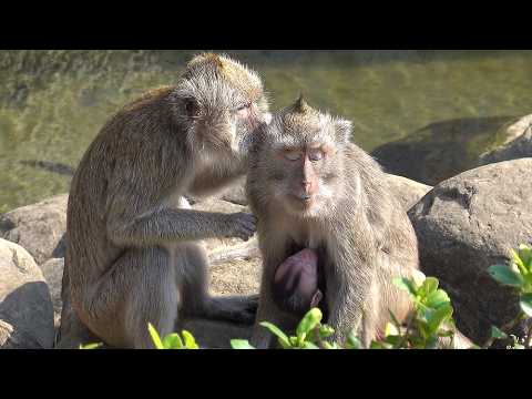 Mother macaque breastfeeding & grooming her baby, happy mac… サムネイル