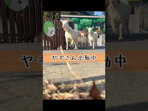 ヤギさん出勤中 東武動物公園 かわいい 癒し 動物 動物園 zoo ヤギ 出勤中 サムネイル