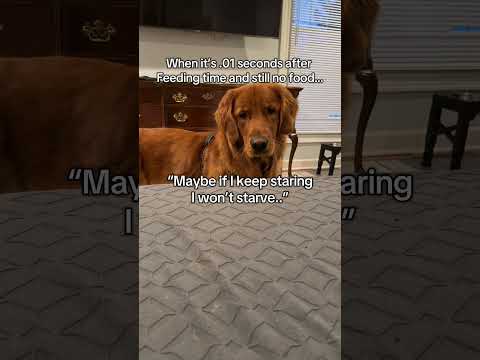 Like clockwork 😂 サムネイル