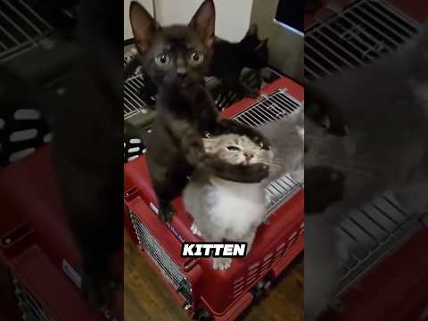 This cat pushes his friend down just to get the girl’s atte… サムネイル