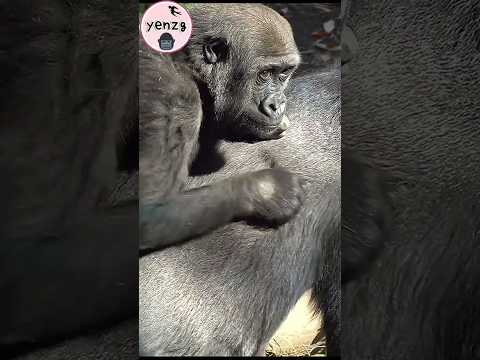 Sumomo clinging to auntie ToTo gorilla gorillatag taipeizoo… サムネイル