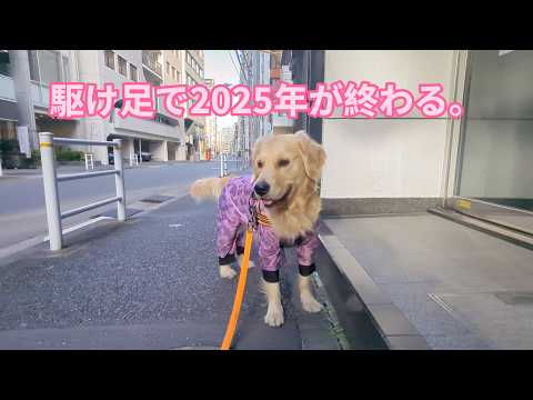 駆け足で2025年が終わる。ゴールデンレトリバーティト サムネイル