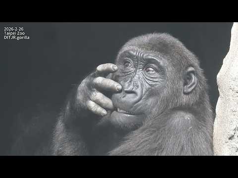 Gorilla D'jeeco family 覓食 早餐 樹枝 / Iriki 拒絕餵奶。Ringo 幫 dad D'… サムネイル