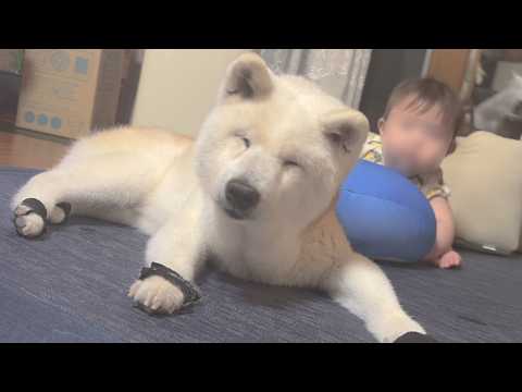 パパのワンオペ育児&愛犬介護をするリアルな一日