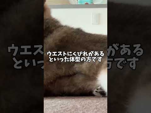 柴犬の理想体重は？12歳柴犬は範囲内にいる？ サムネイル