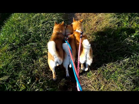 2026年2月1日(日) 親子仲良くぎゅうぎゅう柴 サムネイル