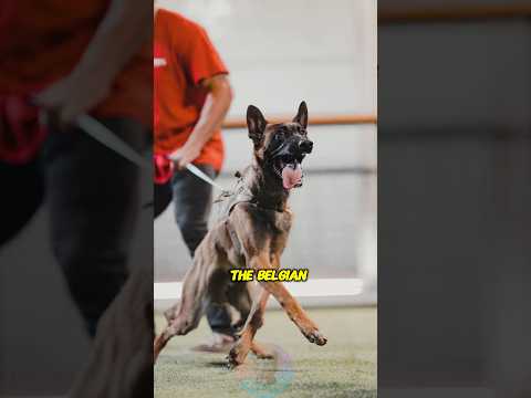 Top 4 Dog Breeds Harder to Train Than the Belgian Malinois… サムネイル