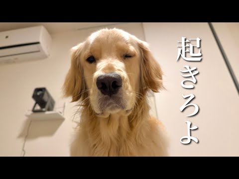 朝が弱すぎる2匹が頑張って起きて女子会(？)に行く日