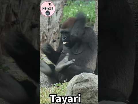 smart & funny Tayari gorilla gorillatag taipeizoo 金剛猩猩 台北市立…
