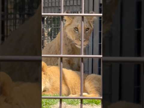 shorts シルクママとこども達☺️ ライオンファミリー　のんほいパークにて　2026年4月3日 サムネイル