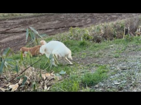 ミント君、今日も安定の「早く帰りたい」発動🐶 サムネイル