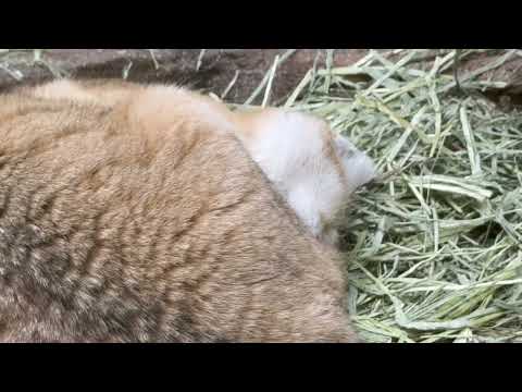 ネムネム アルドくん　スナネコ　那須どうぶつ王国にて　2026年2月1日 サムネイル