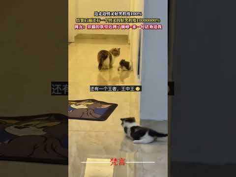 矮腳貓媽媽帶著小貓崽學走路的可愛一幕 貓 可愛 有趣 萌寵 cat cute funny pets shorts サムネイル