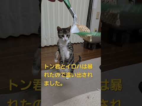 今日のキビ。体重2.35kg cat kitten 猫 子猫 仔猫 子猫の体重 ibukikohaku 癒し 子ネコ… サムネイル