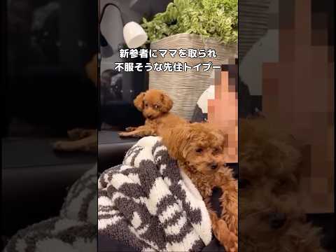 先住犬と新入りによるママの取り合い。パパのところには誰も来ません。 トイプードル 嫉妬 shorts